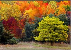 Alabama Fall Colors